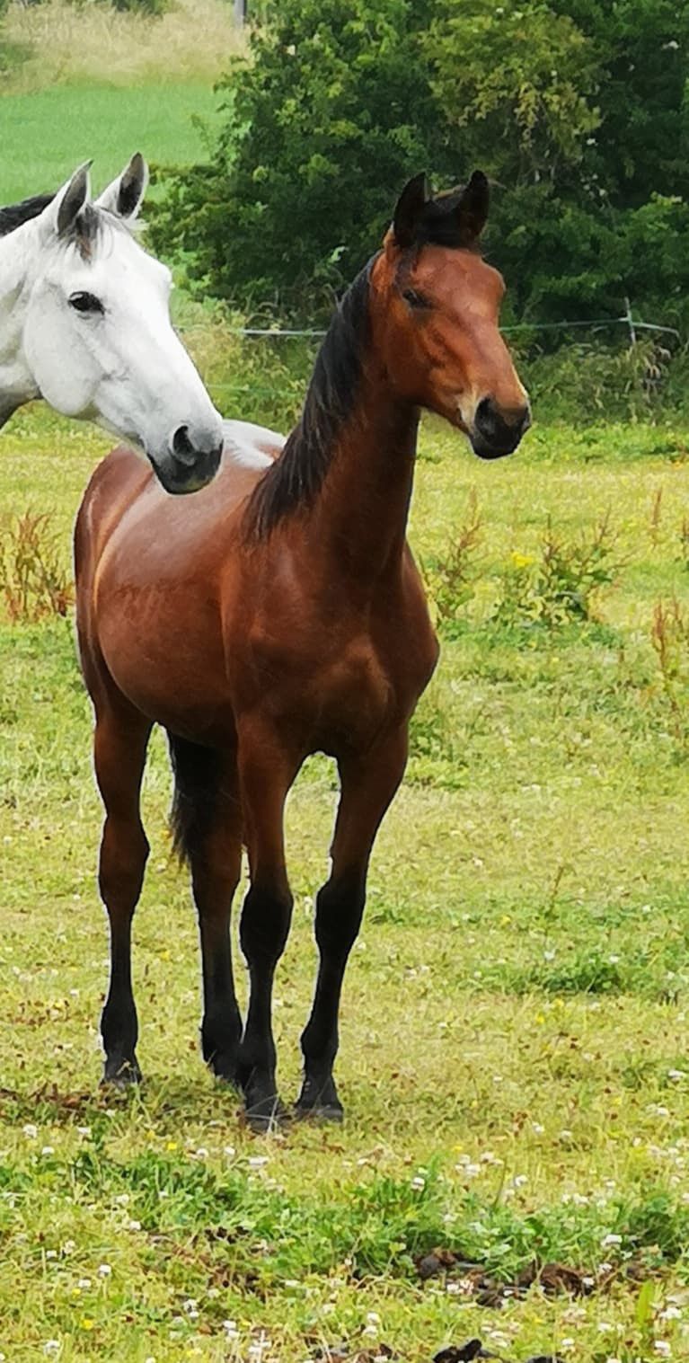 Yearling filly 
