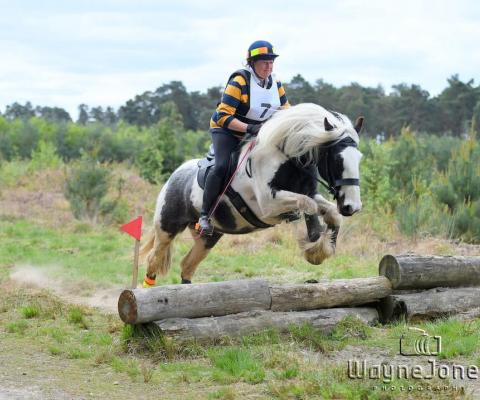 horse jumping over log