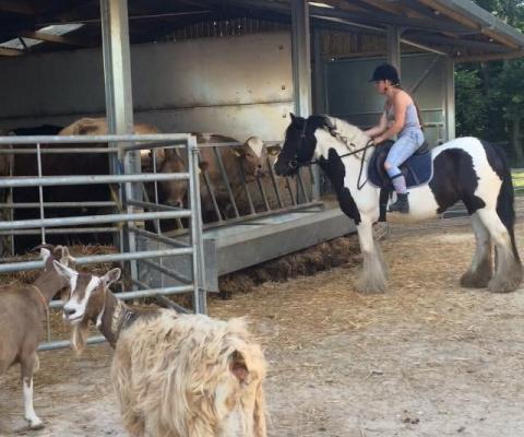 cob on farm next to goats