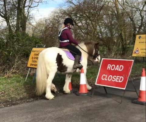 horse next to road blocked sign