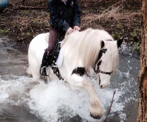 riding white cob through water