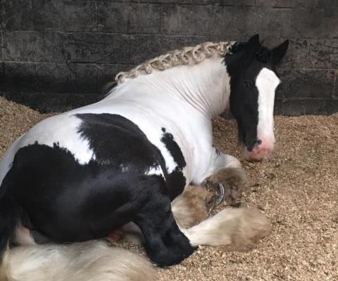 black and white cob laying down