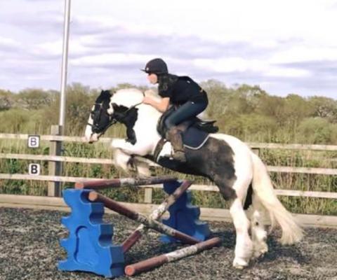 horse performing jump