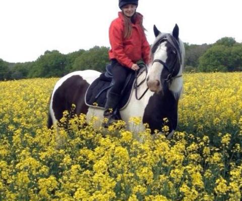 horse in field of flowers