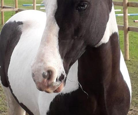 brown and white cob