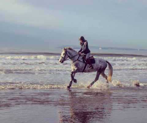 horse running next to ocean