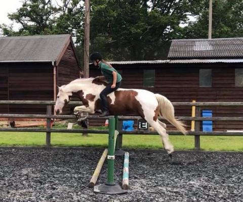 horse jumping over pole